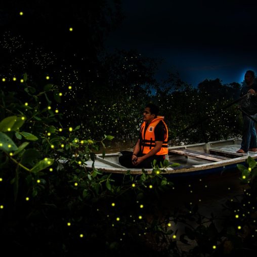 Fireflies Night Tour 1 Hour